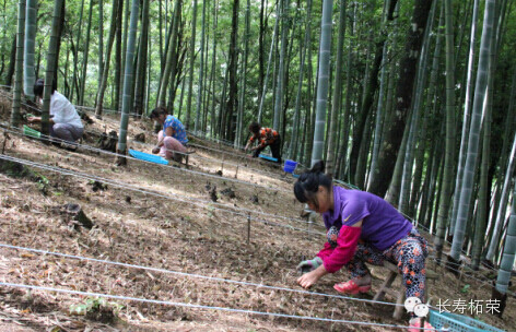 柘荣：走出林下“掘金”新路