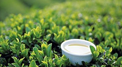 “天山绿茶”杯征文大赛作品之——知音