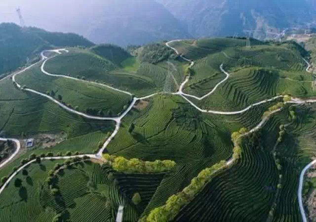 闻平湖茶园飘香，看猴盾景致如画