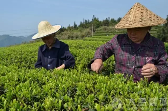来这样的茶园 ，简直美腻死了，一起说走就走！