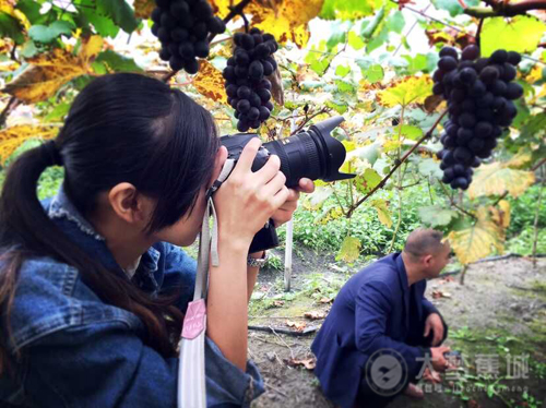 东经119º的中国最晚熟的葡萄来了！
