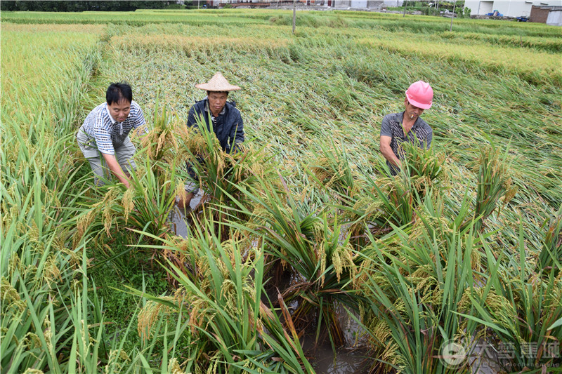 蕉城与“莫兰蒂”擦肩而过后，却还是……