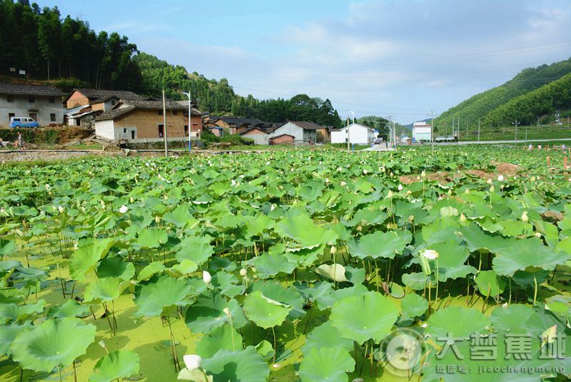 小岭村、小岭村，你快成为蕉城新晋“网红村”啦！