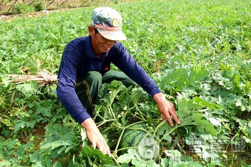 “吃瓜群众”看过来，蕉城最好吃的西瓜熟了，就等你来抱