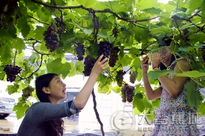 吃货福利！蕉城赤溪镇首届特色水果“采摘节”将于8月5日开